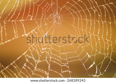 A spider web has a colorful background from autumn leaves behind it.