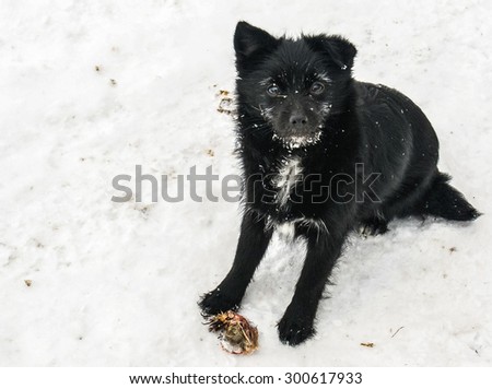 Black dog on the snow in Russia