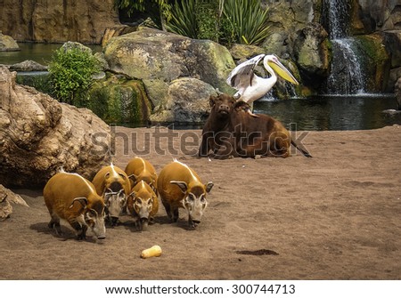 Picture of a bull with a pelican on its back and a herd of boars