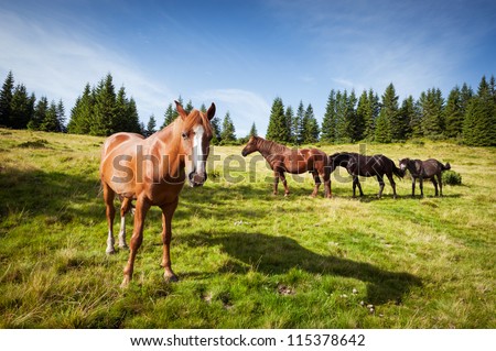 animal theme. horses graze