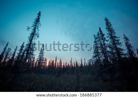 Forest in the Arctic Circle