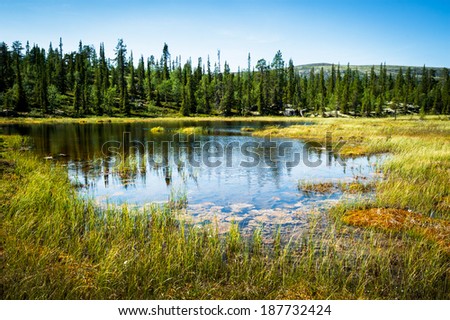 Alaska wildlife landscape with endless forests and waters