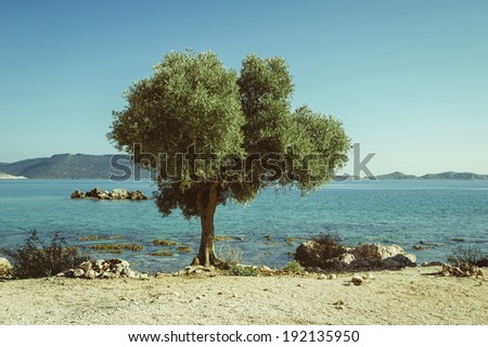 lonely tree olive on the Mediterranean Sea