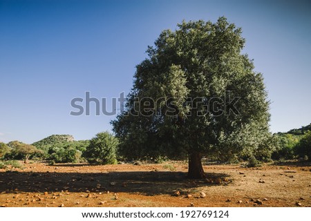 lonely tree in the arid region of Turkey