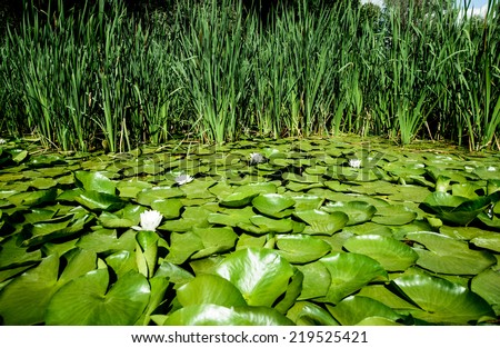 lilies and reeds in the wild eco park