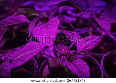 Cultivation of fresh basil and pepper with red and blue leds. The basil is grown without daylight, the leds provide light that plants need to grow.