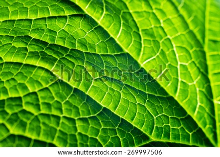 fresh organic green plant leaf macro close-up background, energy and the nature of summer