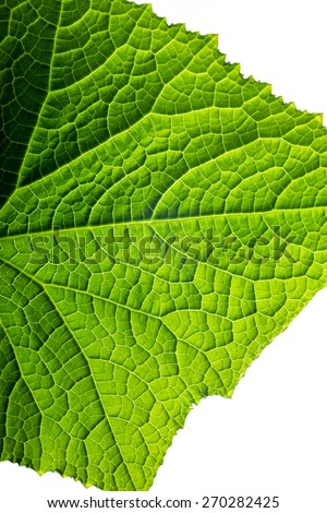 fresh organic green plant leaf cucumber, lash macro close-up background, energy and summer nature