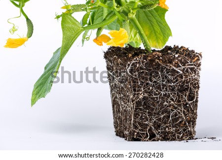 development of roots of young plants, the main thing in the development of cucumber, is food. Grow cucumbers pretty simple, but to get a good crop, it is necessary to know the agricultural techniques