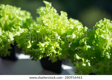 Fresh green curly salad Lolo Biondo in pots. Supply of vitamins for the body and miniralov