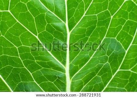 lettuce juicy close-up. fresh lettuce leaves, macro zoom, a large photo, a large amount of background