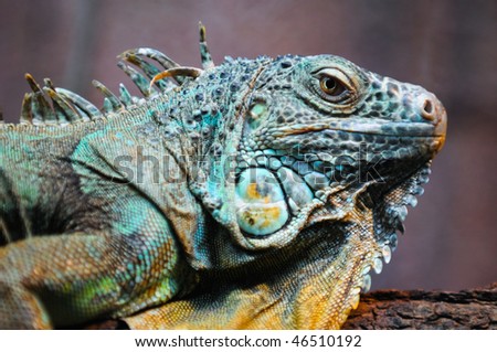 Green Iguana. large herbivorous lizard family Iguanidae.