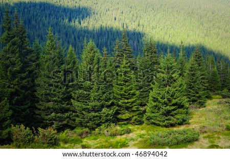 Alpine trees on mountain slopes. Wild untouched nature mountains