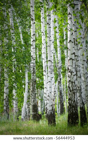 Russia, birch grove