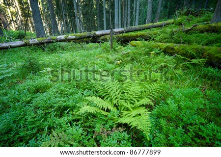 summer green pine forest and green carpet of plants in it