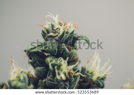 Medical cannabis bud, beautiful flower marijuana plants, the tip of the plant trichomes,