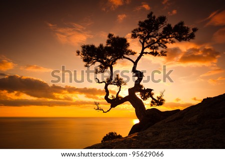 Zen is a tree on the cliff rocks and sunset over the sea