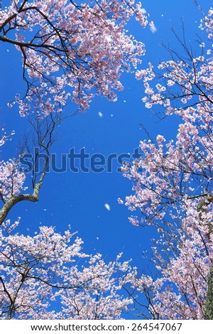 The cherry tree which I dance to a blue sky, and is gone.