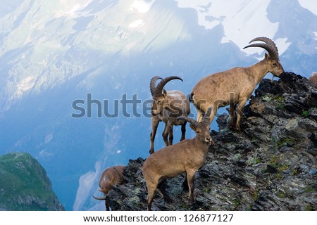 Mountain goats in the Western Caucasus