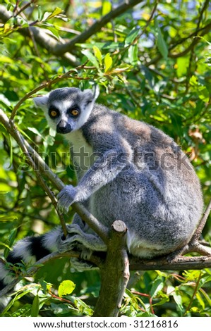ring tail lemur at a tree
