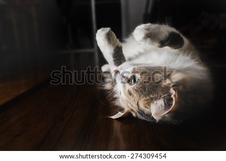 Funny cat lying back on wood floor