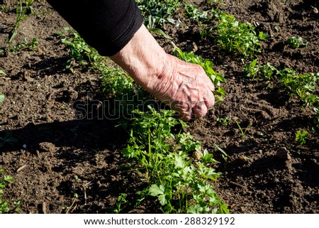 Weeding hand in the vegetable garden