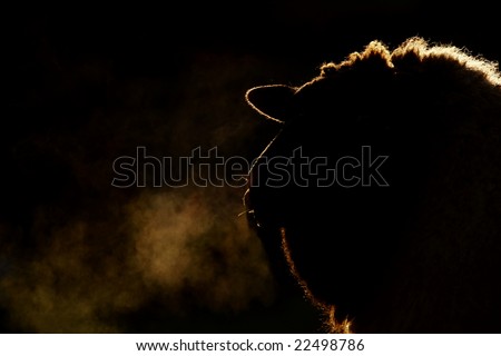 Silhouette of a sheep\'s head on a cold frosty morning
