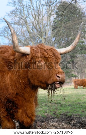 Highland cow with huge horns eats some food