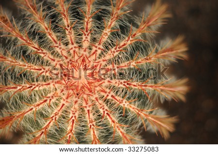 Close up image of Mexican cactus