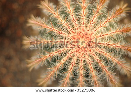 Close up image of Mexican cactus