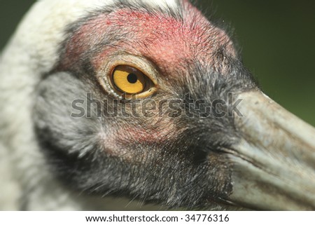 Birds eye close up