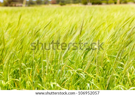 Balearic green wheat field in Formentera island focus in foreground