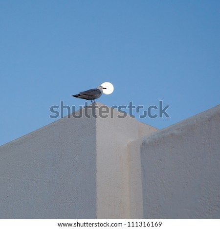 Moon and seagull in a mediterranean top of a white house