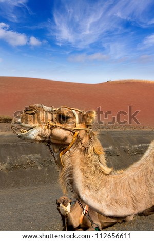 Camels In Lanzarote