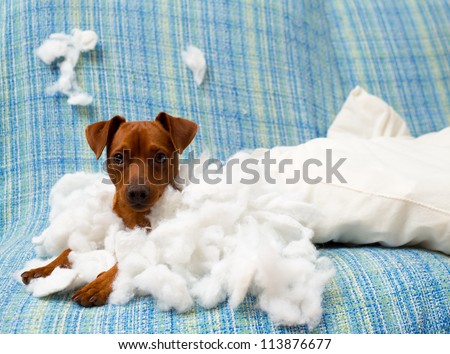 naughty playful puppy dog after biting a pillow tired of hard work