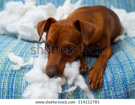 Naughty Playful Puppy Dog After Biting A Pillow Tired Of Hard Work