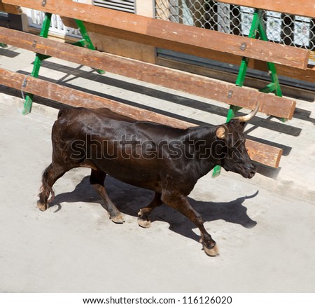Bull at street traditional fest in Spain running of the bulls