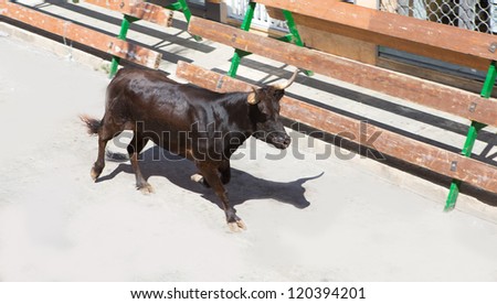 Bull at street traditional fest in Spain running of the bulls