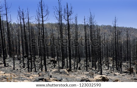 Black ashes of canary pine after forest fire at Teide National park in summer 2012