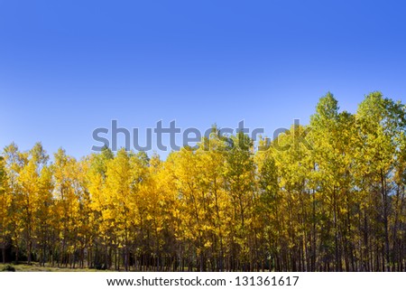 Autumn early fall forest with yellow poplar trees in a row