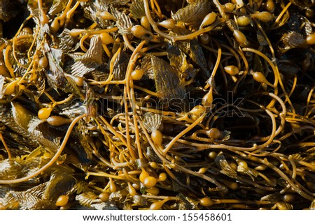 California Pacific seaweed Giant kelp Macrocystic pyrifera macro texture