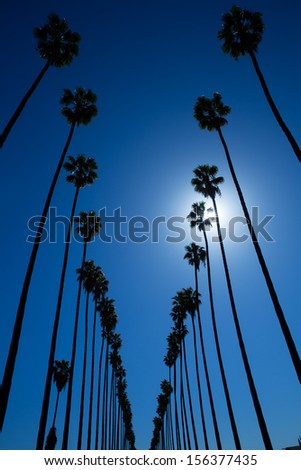 LA Los Angeles palm trees in a row typical California Washingtonia filifera