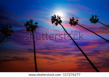 California palm trees group sunset with colorful sky
