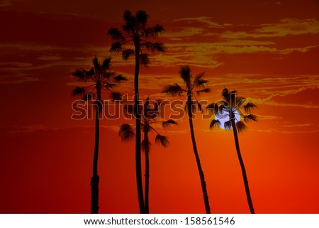 California high palm trees sunset sky silohuette background USA