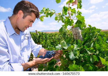 Winemaker oenologist checking Tempranillo wine grapes ready for harvest in Mediterranean