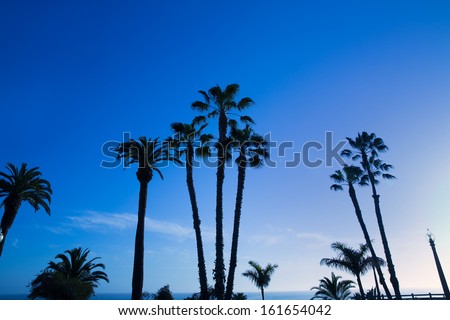 California high palm trees silhouette on blue sky USA