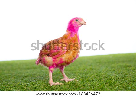 chicken chick hen pink painted on turf grass and white background