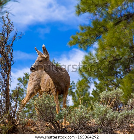 Elk Deer grazing in Arizona Grand Canyon National Park USA