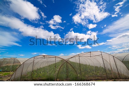 Greenhouse with chard vegetables under dramatic blue sky in Mediterranean Spain
