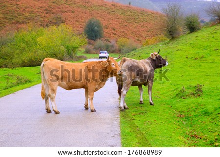 Cows couple in a Pyrenees road of Irati jungle at Navarra Spain